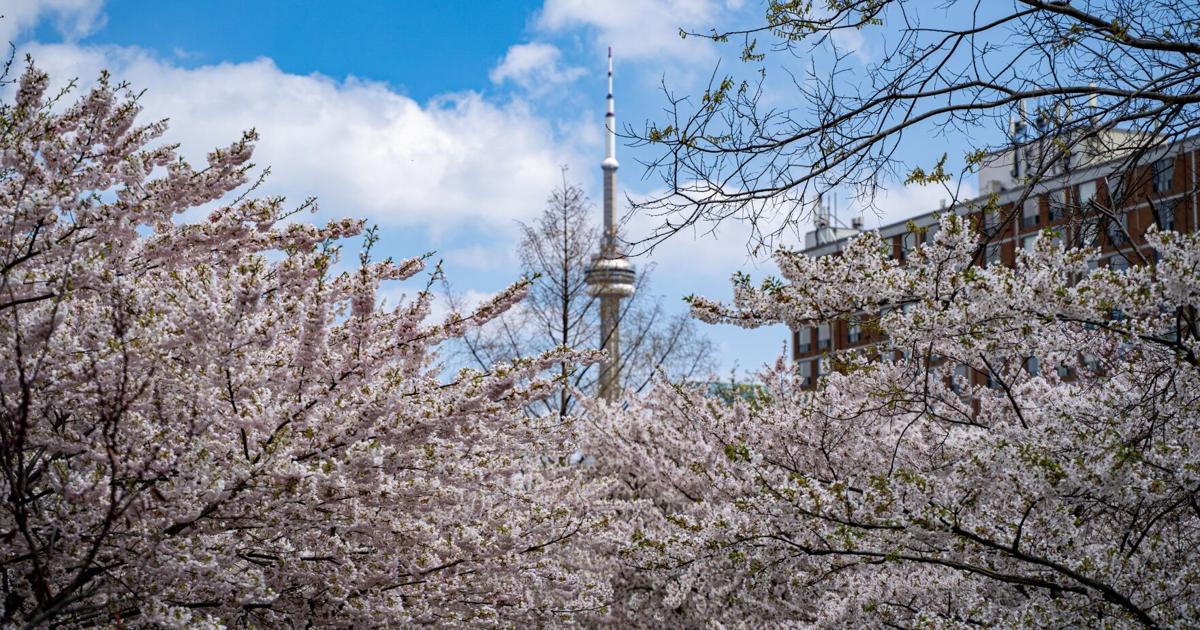 Everything to know before chasing cherry blossoms in Toronto