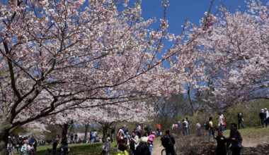 Peak bloom dates, top spots
