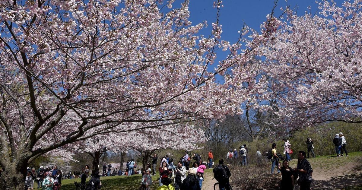 Peak bloom dates, top spots