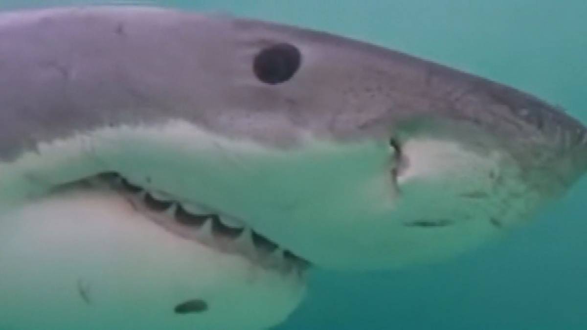 Click to play video: 'Great white ‘pinged’ off Vancouver Island'