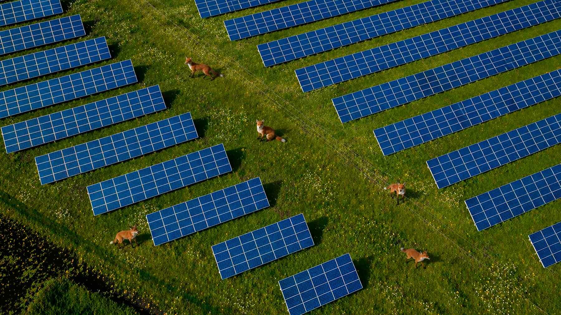 Fox using solar farm as habitat