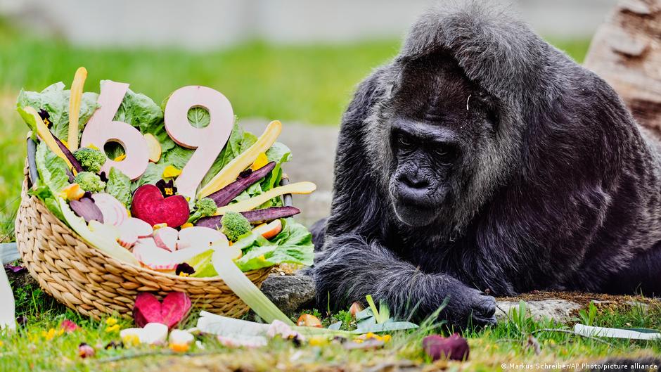 World's oldest gorilla celebrates birthday at Berlin Zoo
