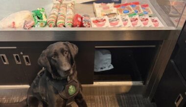 CBSA detector dog sniffs undeclared sausage