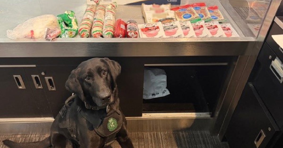 CBSA detector dog sniffs undeclared sausage