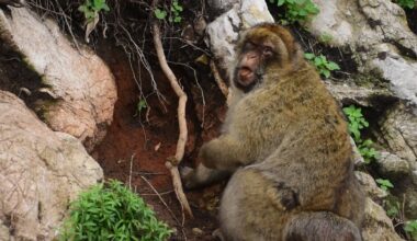 Monkeys are eating dirt after consuming tourist junk food - CTV News