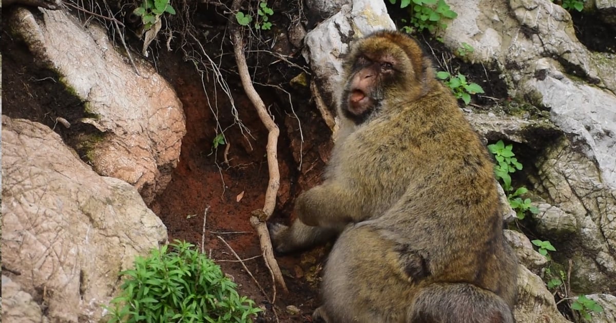 Monkeys are eating dirt after consuming tourist junk food - CTV News