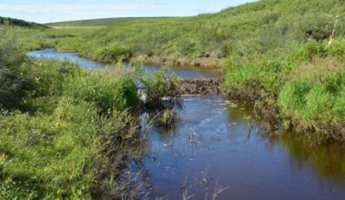 Beavers alter Canada landscapes as they head north to Arctic