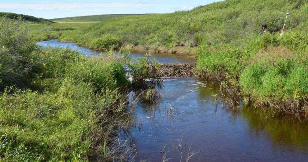 Beavers alter Canada landscapes as they head north to Arctic