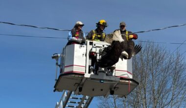 [VIDEO] Firefighters, wildlife rescuers untangle two bald eagles from power line in Surrey neighbourhood | Fraser Valley Today