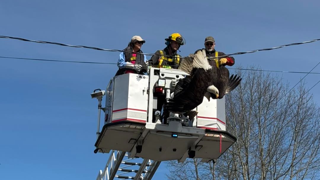 [VIDEO] Firefighters, wildlife rescuers untangle two bald eagles from power line in Surrey neighbourhood | Fraser Valley Today