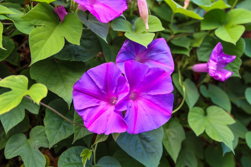 Morning glory ipomoea plants growing across a fence.