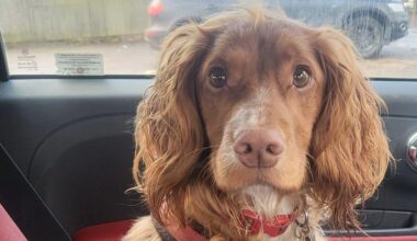 Alfie the spaniel sniffed out my cancer, says owner