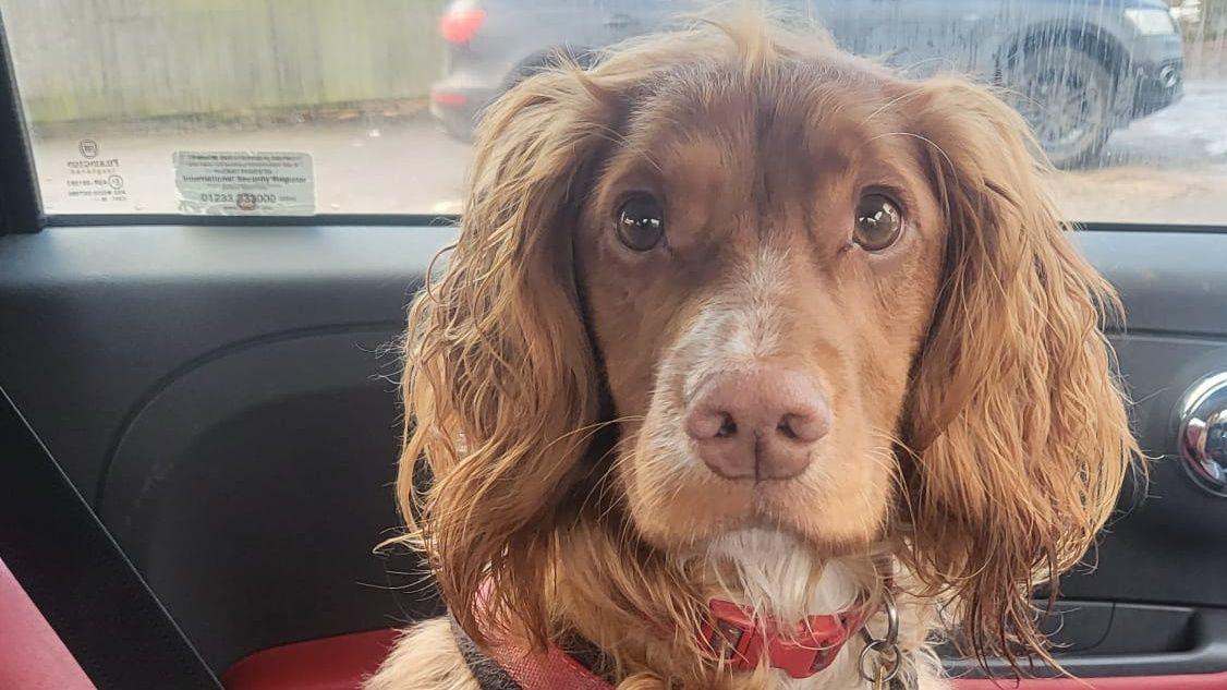 Alfie the spaniel sniffed out my cancer, says owner