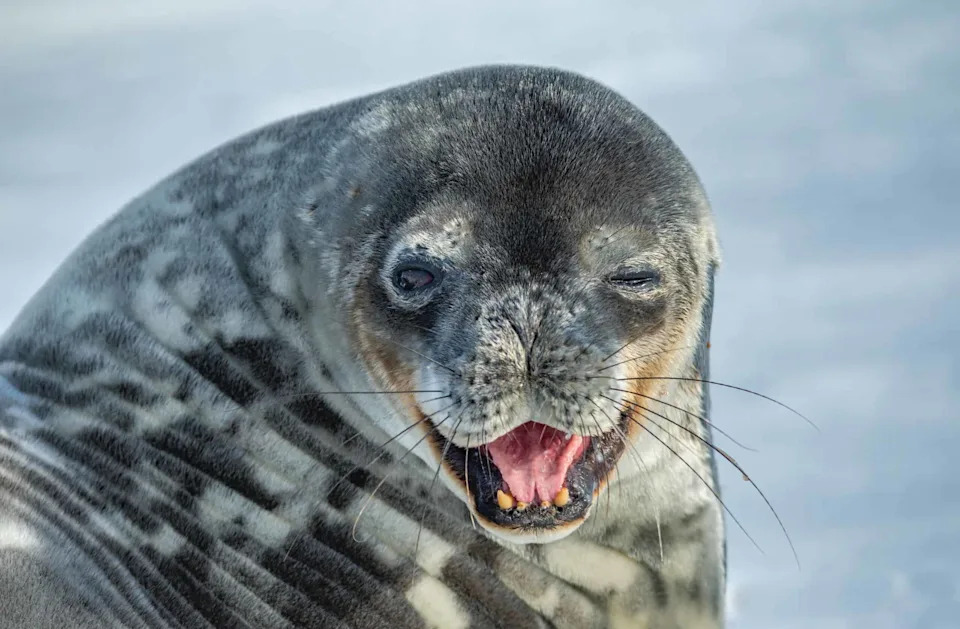 Weddell Seal,king George island, Antarctica(Leptonychotes weddellii)