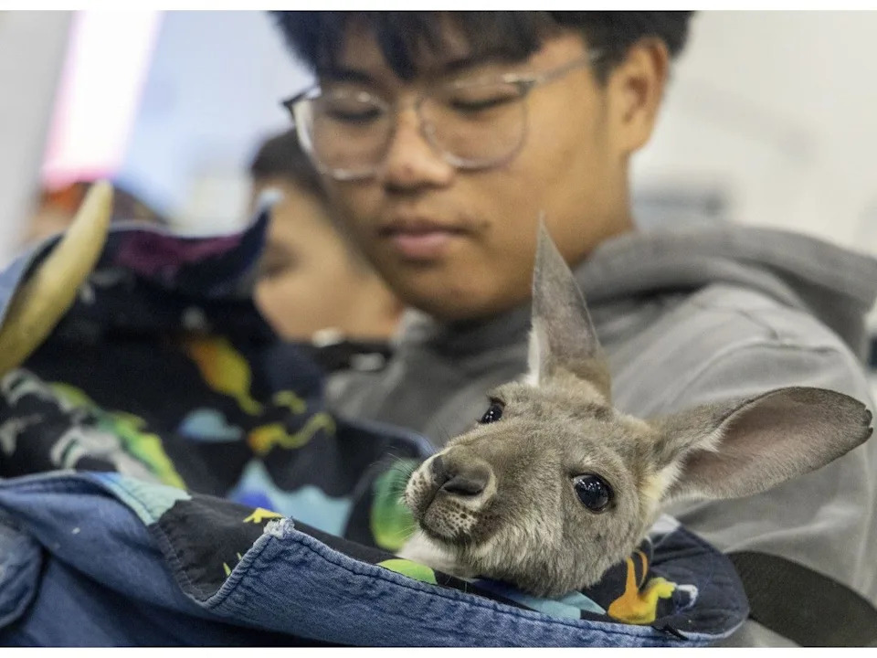  Visitors get up close with a baby kangaroo from Cobb’s Exotic Animal Rescue during the Western Canadian Reptile Expo at the Acadia Recreation Centre on Saturday.