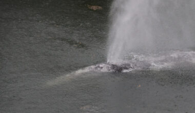 A gray whale that swam 20 miles up a Washington state river is found dead