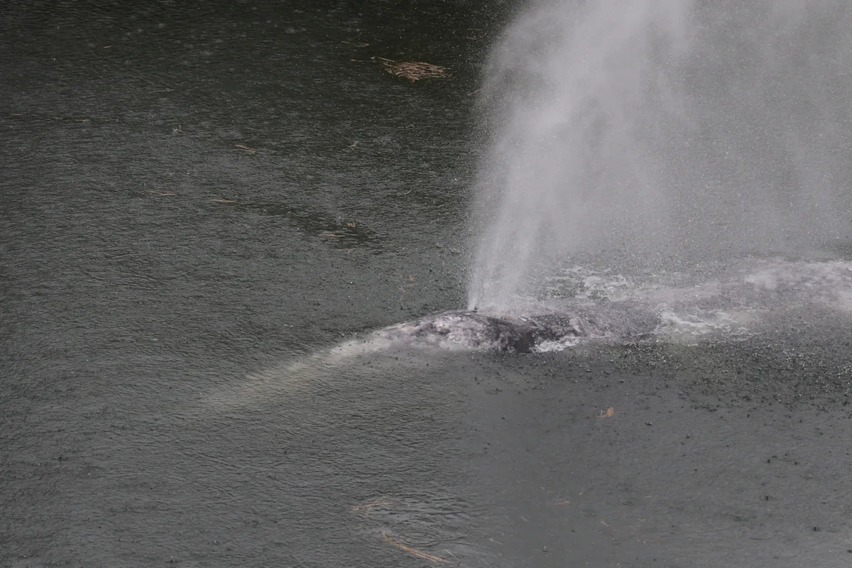 A gray whale that swam 20 miles up a Washington state river is found dead