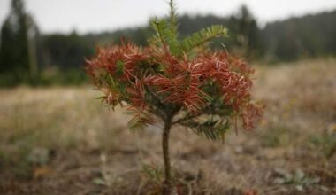 B.C.’s drought conditions show ‘strong regional divide’ between north and south