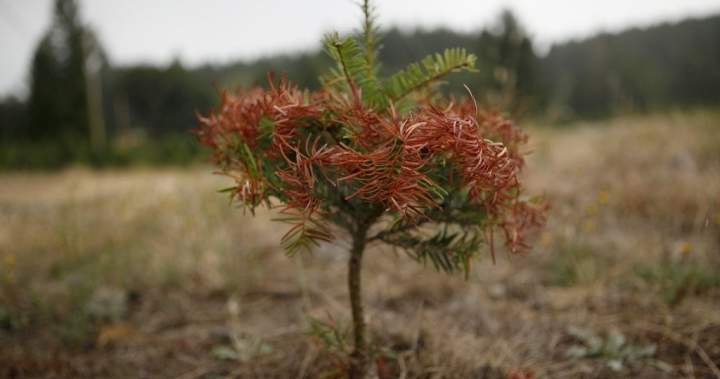 B.C.’s drought conditions show ‘strong regional divide’ between north and south
