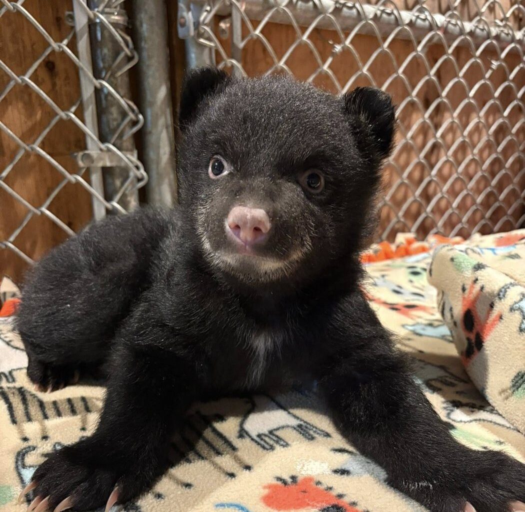 Two orphaned bear cubs rescued on Vancouver Island, after mom found dead