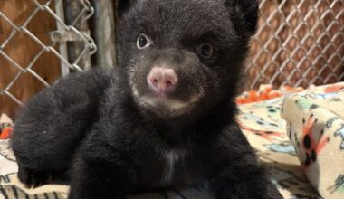 Two orphaned bear cubs rescued on Vancouver Island, after mom found dead