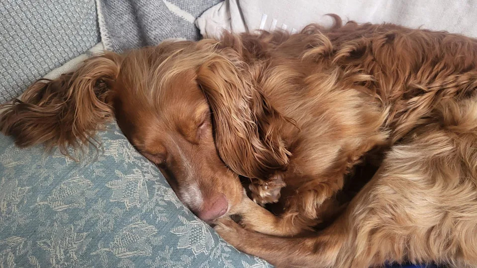 A brown spaniel with long, wavy fur is curled up asleep on a patterned cushion. The dog’s head rests gently on the pillow, eyes closed, with its ears spread around it.