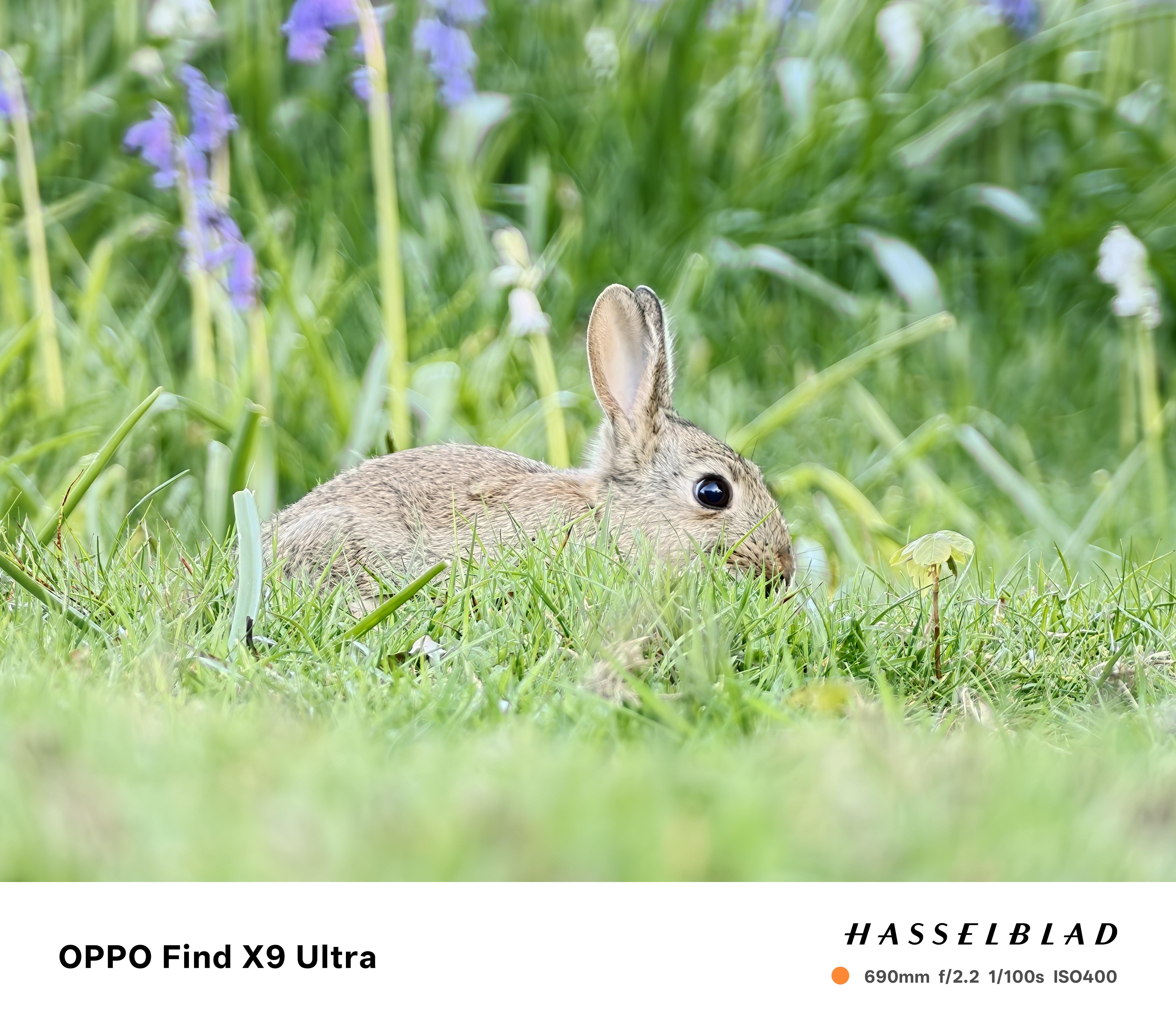 A rabbit from ground level with bluebells behind it