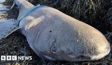 Sligo: Very rare Greenland shark discovered washed up on beach - BBC