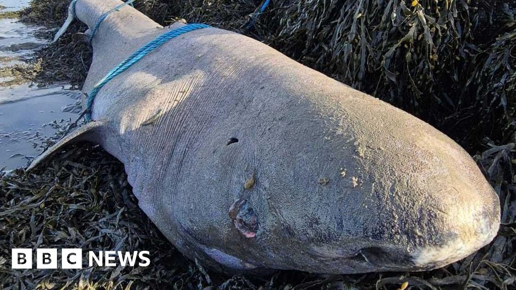 Sligo: Very rare Greenland shark discovered washed up on beach - BBC