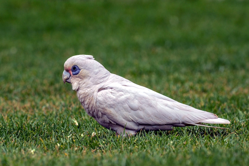 A little corella on a grassed area