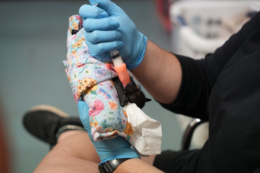 A volunteer feeds a rescued baby flying fox, which is swaddled in a colourful blanket.
