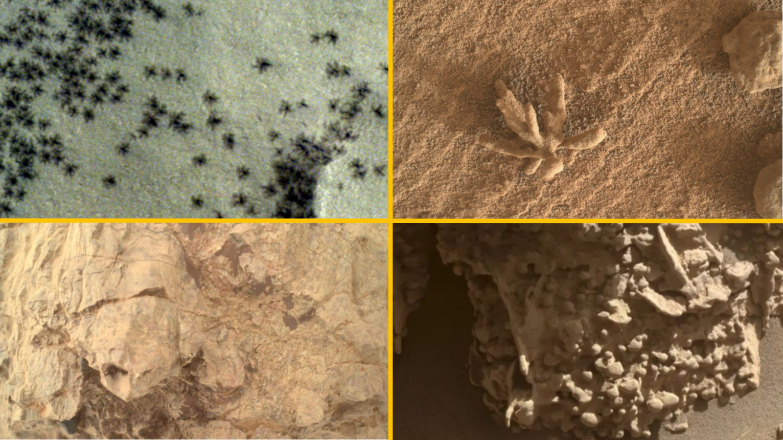 A collage of four rocky features on Mars that look like other animals
