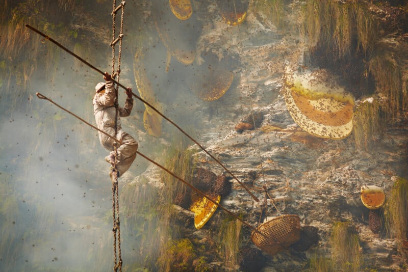 A person in protective clothing climbs a rope ladder on a rocky cliff, surrounded by large honeycombs and swarms of bees, harvesting honey with baskets.