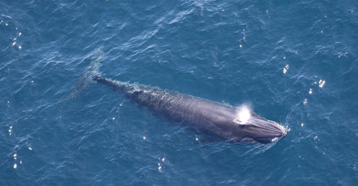 Trump officials use ‘God Squad’ to yank endangered species protections for Rice’s whales