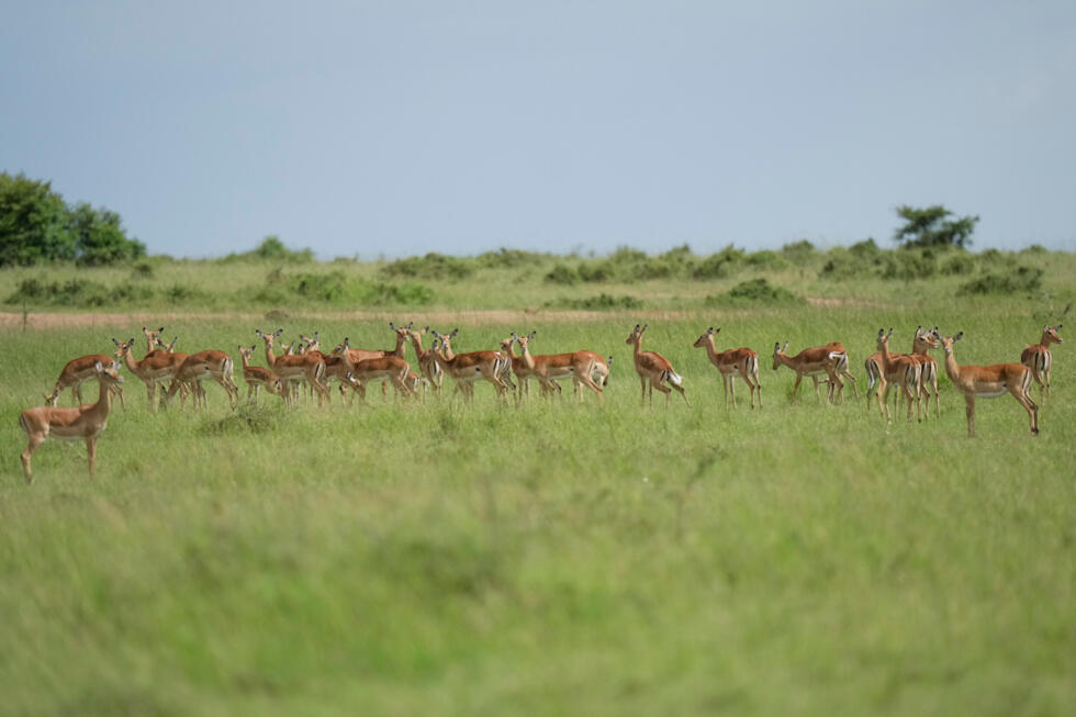 A herd of antelopes looks around in the savannah of the Maasai Mara in Narok on April 5, 2026