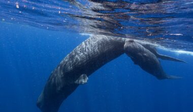 Sperm whales have a language very similar to humans, study finds - CTV News