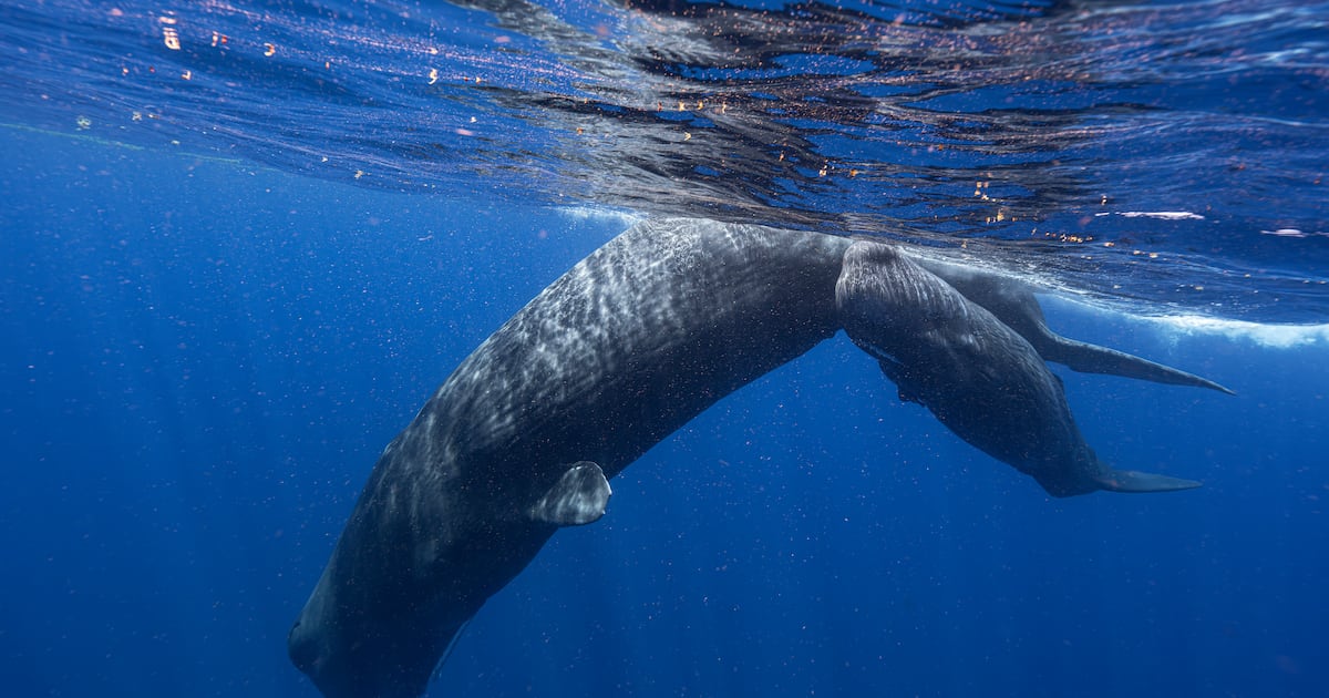 Sperm whales have a language very similar to humans, study finds - CTV News