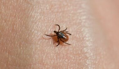 Protect yourself and your pets this tick season – City of Mississauga