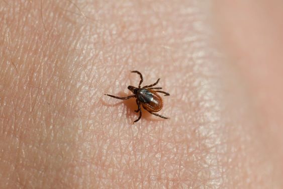 Protect yourself and your pets this tick season – City of Mississauga