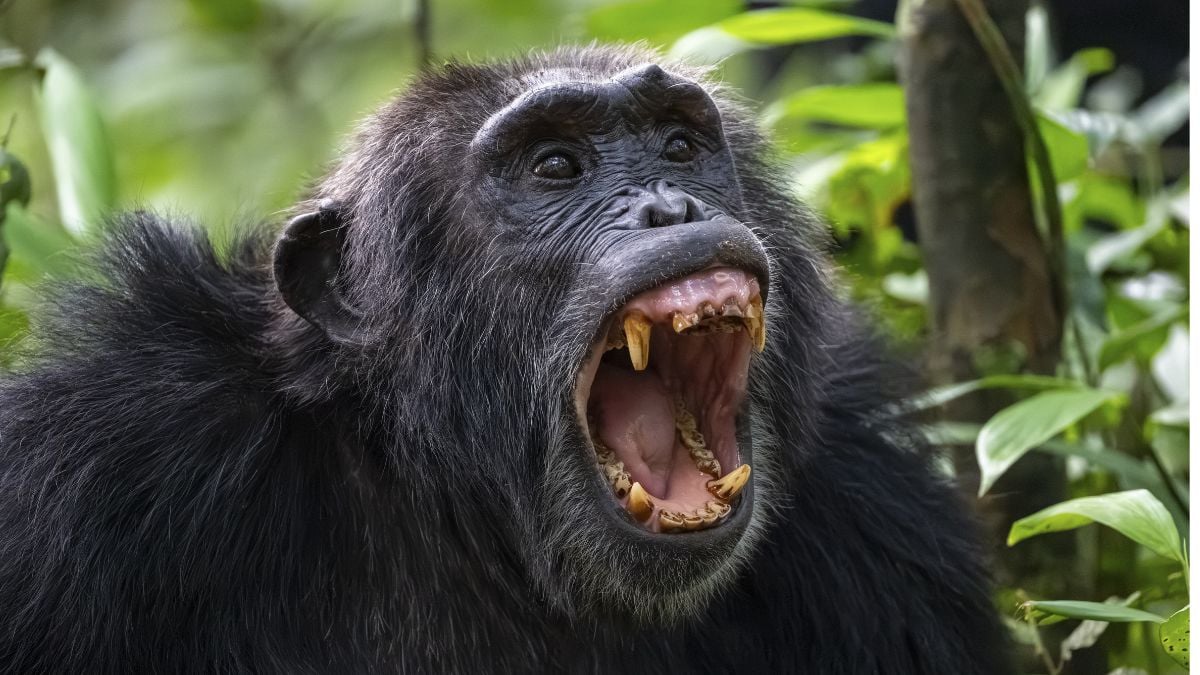 Scientists Announce The First Clear Evidence of a Chimpanzee
