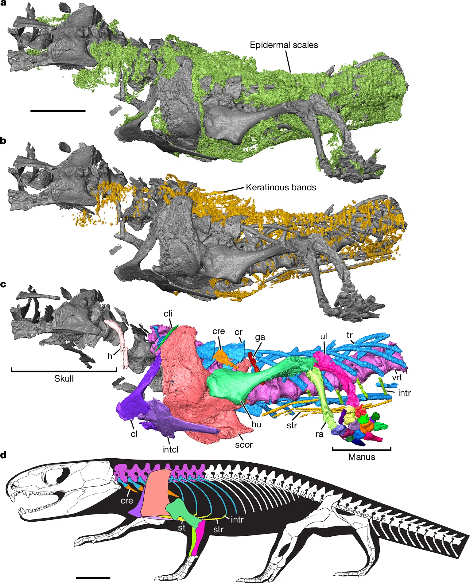 Advanced Imaging Reveals The Preserved Tissues And Respiratory Structure Of Captorhinus Aguti.