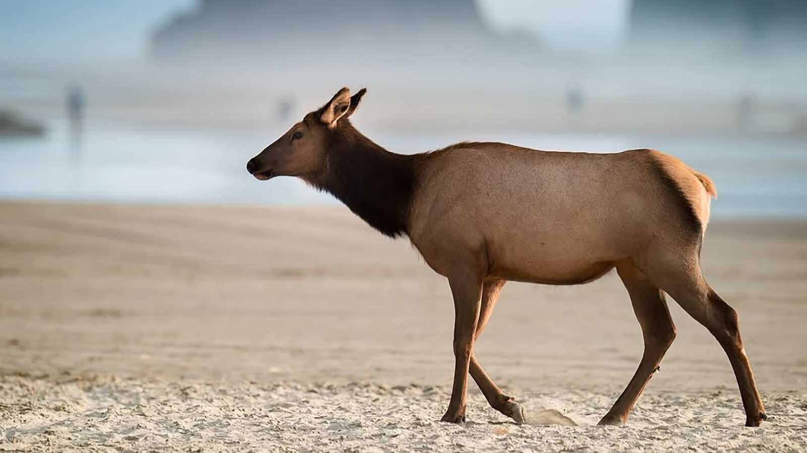 Elk on the beach are a common sight at Cannon Beach, Oregon.