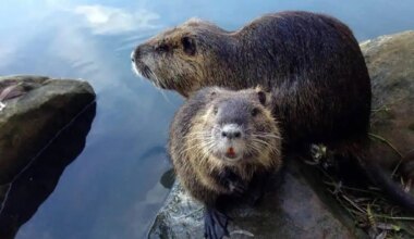 beavers causing damage to mississauga creek and marsh.