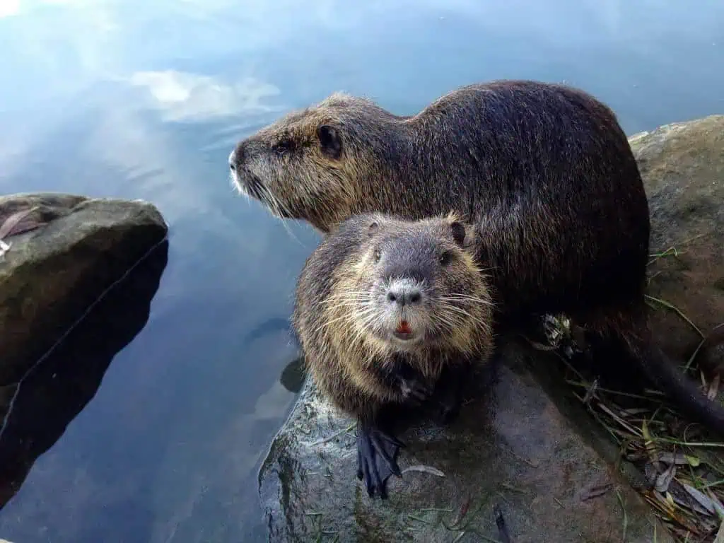 beavers causing damage to mississauga creek and marsh.
