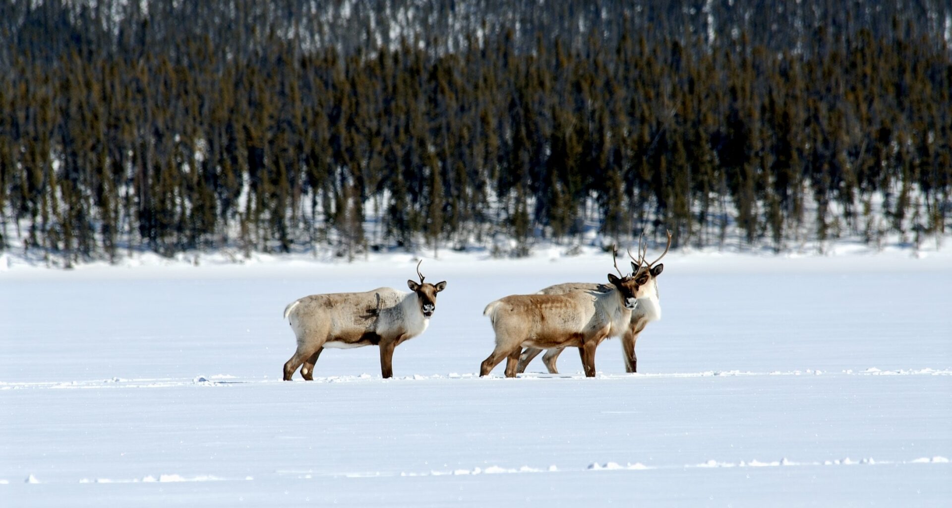 NWT asks for feedback on boreal caribou range plan