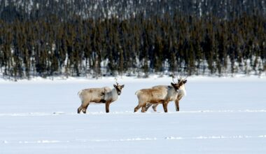 NWT asks for feedback on boreal caribou range plan