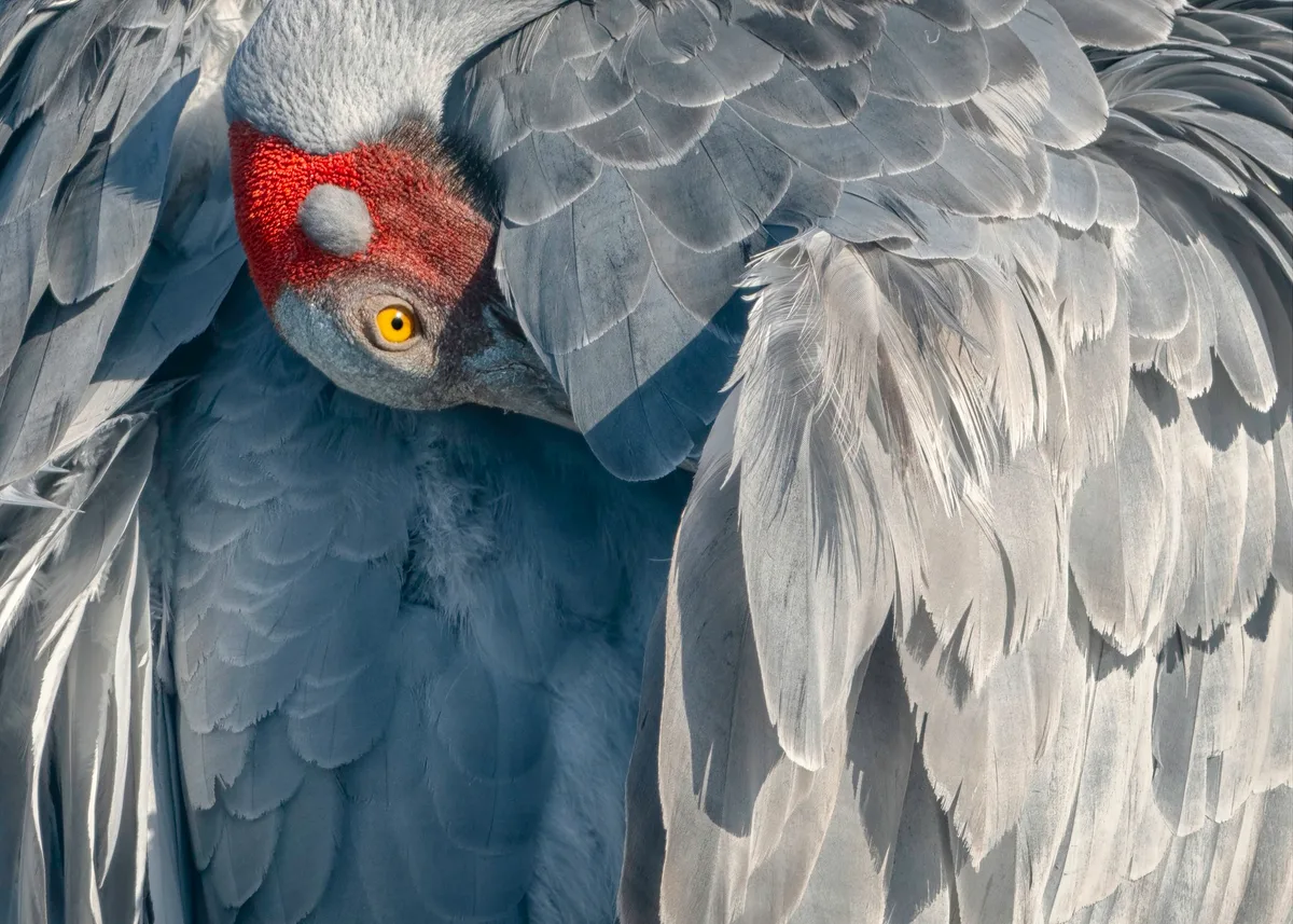 Brolga