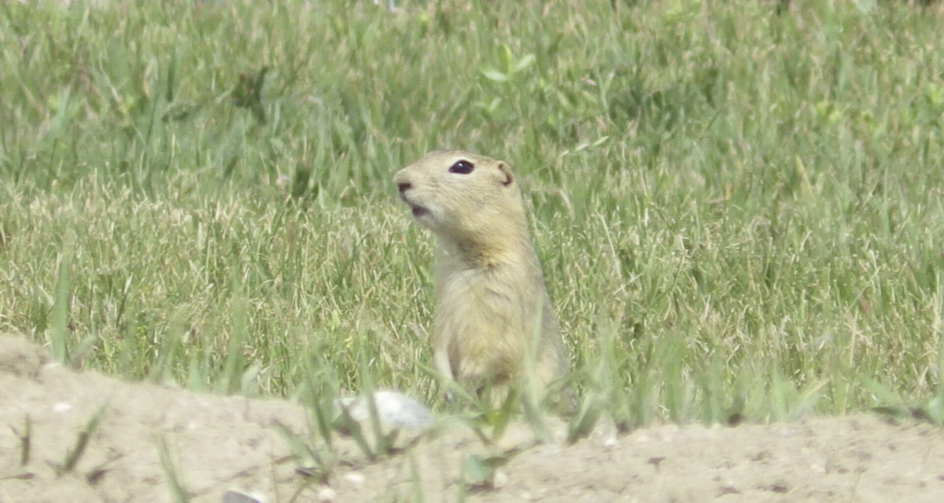 Winnipeg groups appeal ground squirrel management project