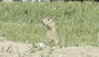 Winnipeg groups appeal ground squirrel management project