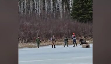 ‘Dangerous situation’: Manitoba man, conservation officers free moose trapped in ice - CTV News